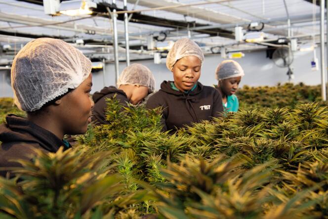 Des employées récoltent le cannabis dans les serres de l’entreprise Medigrow, le 6 août à Marakabeis, au Lesotho.