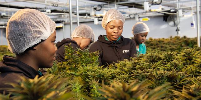 Le Lesotho se rêve en royaume du cannabis médical