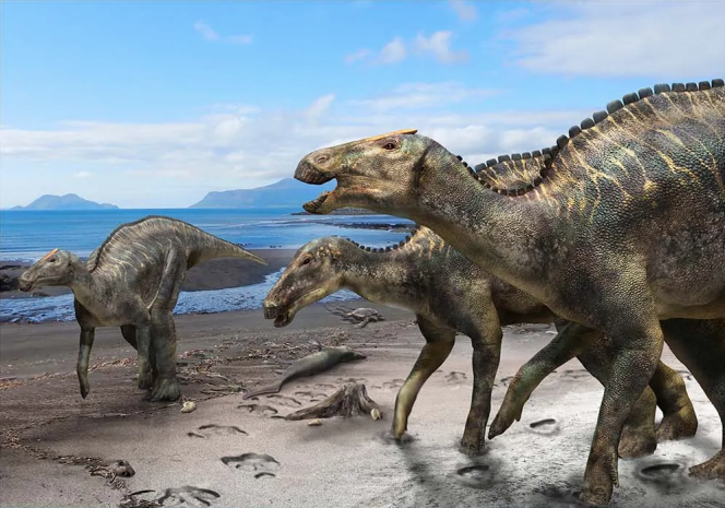 Kamuysaurus japonicus », une nouvelle espèce de dinosaure découverte au  Japon