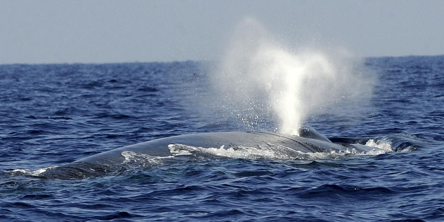 Pourquoi le chant des baleines bleues devientil de plus en plus grave