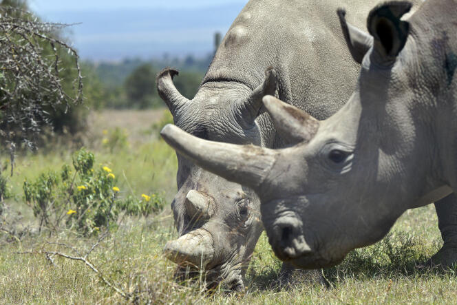 Les femelles Fatu, 19 ans, et sa mère Najin, 30 ans, sont les deux derniers spécimens de rhinocéros blanc du Nord. Elles sont protégées dans la réserve d’Ol Pejeta, au Kenya.