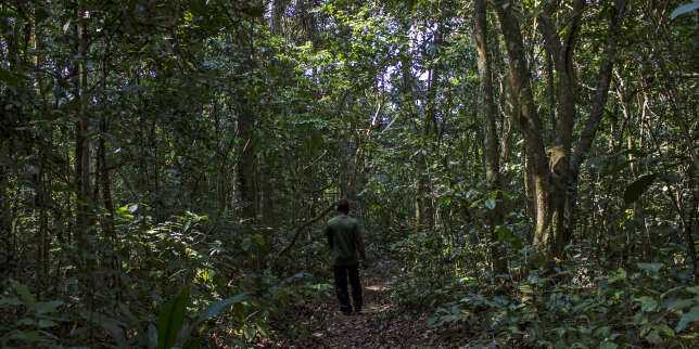 Protection des forêts : Total prié d'accorder ses actes avec ses paroles en Afrique