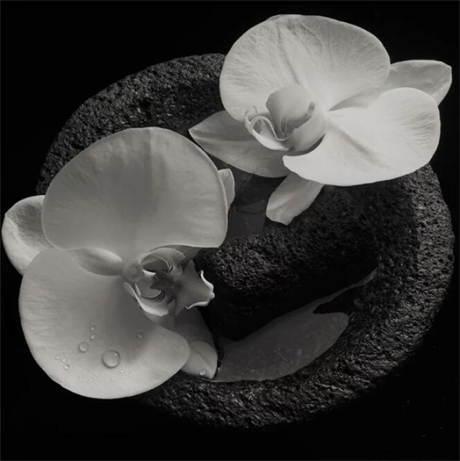 Pochette de l’album « Corpse Flower », de Mike Patton et Jean-Claude Vannier.