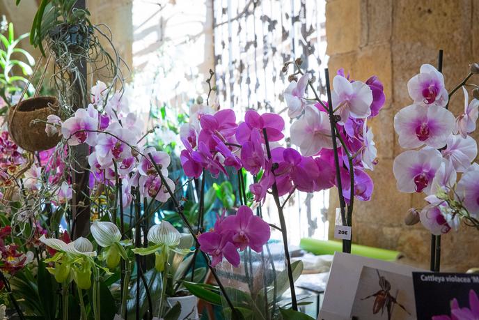 Au festival international des orchidées de Fontfroide, dans l’Aude, les fleurs sont exposées dans l’abbaye.