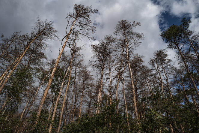 Une forêt de pins près de Welzow, dans le Brandebourg (Allemagne), le 19 septembre, où de nombreux arbres souffrent de la sécheresse.