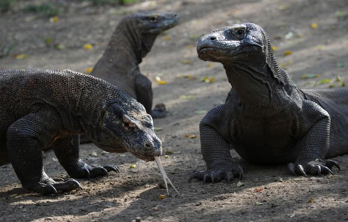 Quelque 2 900 varans vivent sur l’île indonésienne de Komodo.