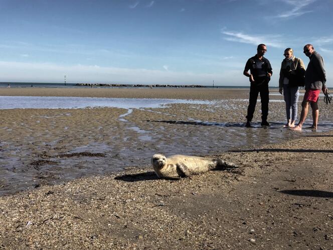 Echoué sur une plage près de Dunkerque (Nord), ce bébé phoque a été mortellement blessé par un pêcheur, le 15 septembre.