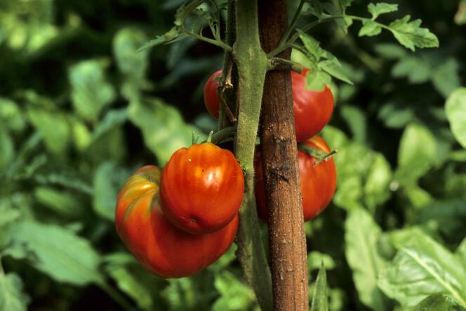 Adopte ma tomate, l’appli de cojardinage.