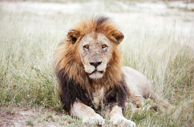 Un lion dans le parc national Kruger, au nord-est de l’Afrique du Sud, en avril 2019.