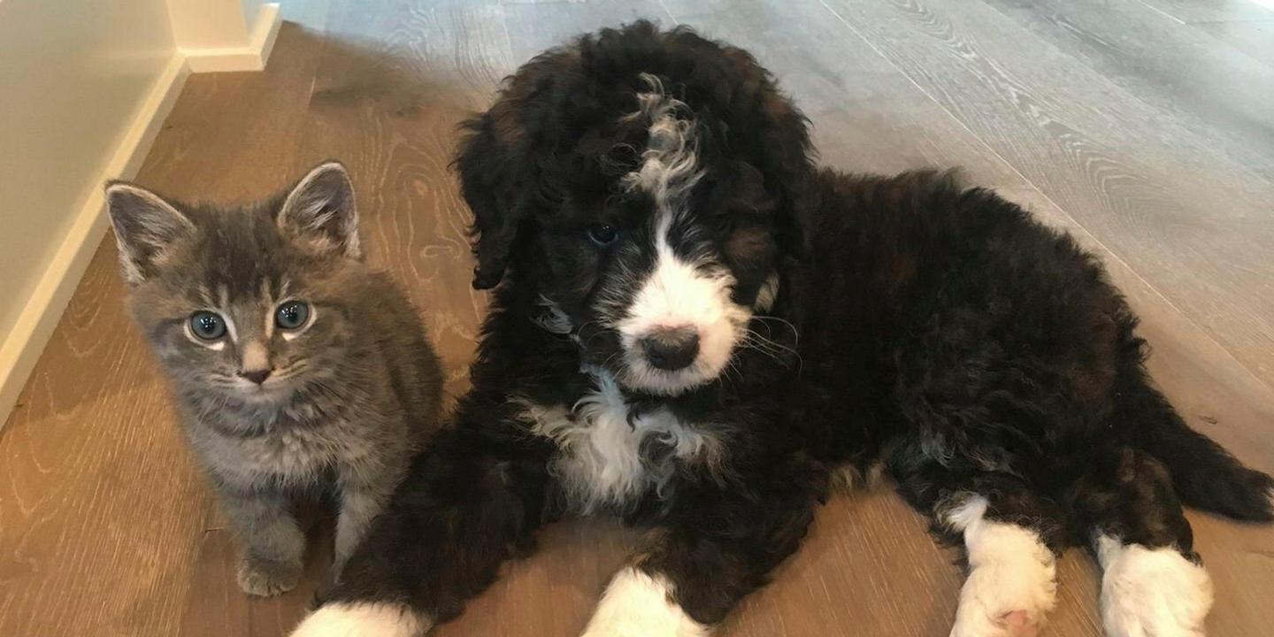 Chats Et Chiens Aussi Sont Des Sources Dexposition Aux