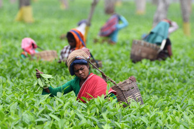Une plantation de thé, à Gohpur, en Inde, en mars.