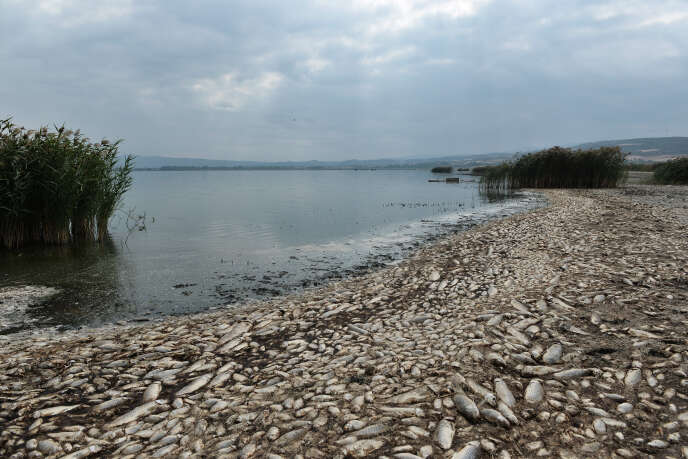 Des poissons morts jonchent le bord du lac Koronia, en Grèce, après une sécheresse prolongée, le 19 septembre. SAKIS MITROLIDIS / AFP
