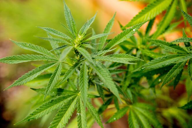 « Nous réclamons la régulation légale du cannabis, la mise en place d’une politique ambitieuse de prévention, de réduction des risques et d’éducation à l’usage, ainsi qu’une réforme globale des politiques des drogues » (Plant de cannabis).