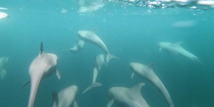 plan b en guyane baleines et dauphins menaces par le petrole