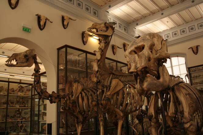 Les squelettes d’animaux du Musée Fragonard de l’Ecole vétérinaire de Maisons-Alfort.
