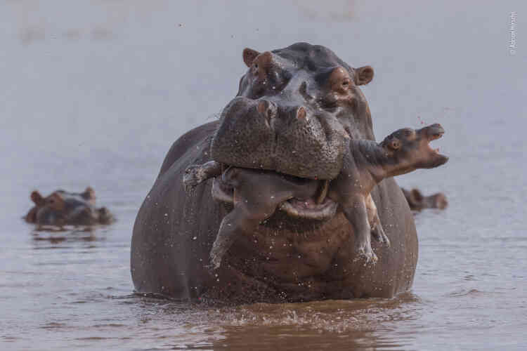Ce jeune hippopotame de quelques jours se tenait près de sa mère dans les eaux basses du lac Kariba, au Zimbabwe, quand un grand mâle fonça soudain sur eux. Il éloigna la mère puis saisit le jeune dans sa gigantesque gueule, bien décidé à le tuer. Après avoir tenté de le noyer, il choisit de l’écraser entre ses mâchoires puissantes. La mère observait la scène, désemparée. Les infanticides chez les hippopotames sont rares et peuvent résulter de leur état de stress lorsque les points d’eau sont surpeuplés en période de sécheresse.