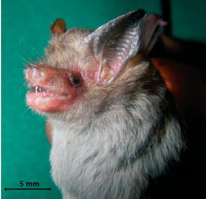 Une chauve-souris bourdon de Thaïlande.