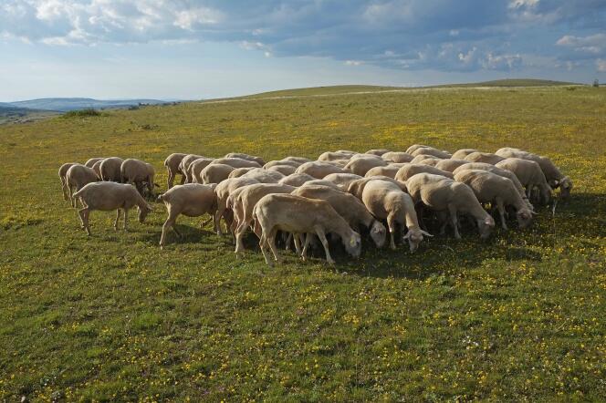 « La fromagerie Le Fédou n’est pas la seule entreprise altruiste du secteur agroalimentaire que nous avons identifiée pour notre enquête » (photo: Lozère, un troupeau de brebis sur le causse Méjean).