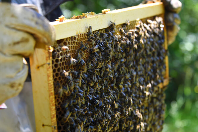 Une ruche d’abeilles noires à Pont de Montvert (Lozère), en juin 2018.