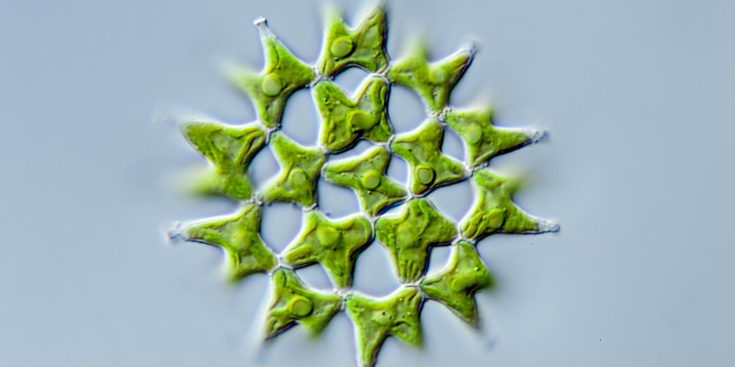 Les plantes une aventure évolutive éclairée par leur ADN