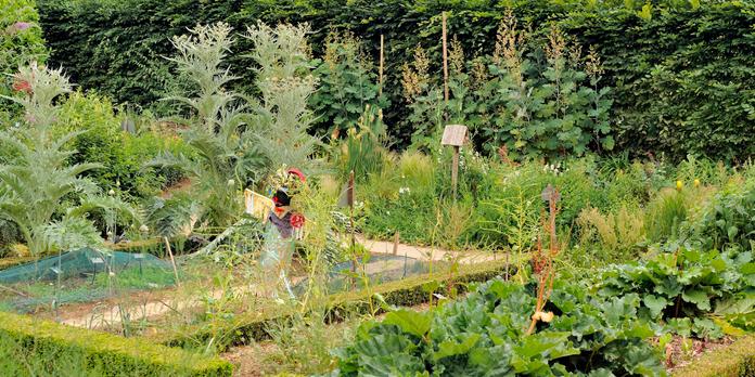 Graines Et Plants Potagers Deviennent Des Achats De Premiere Necessite