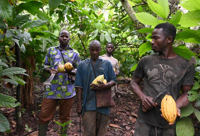 Des producteurs de cacao près de Sinfra, en Côte d’Ivoire, le 12 octobre 2019.