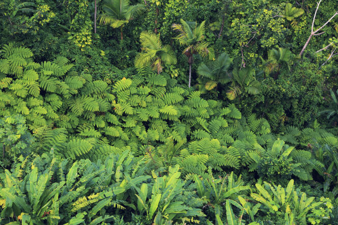 Forêt nationale, d’El Yunque, sur l’île de Porto Rico.