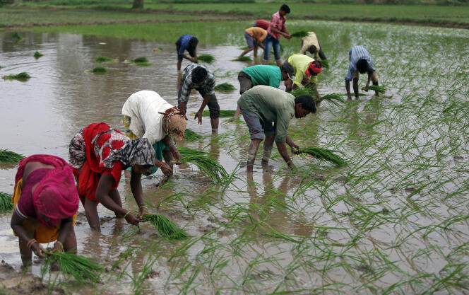 Dans un champ de riz de la périphérie d’Ahmedabad (Etat du Gujarat, ouest de l’Inde), en juillet. L’agriculture occupe encore 70 % des Indiens.