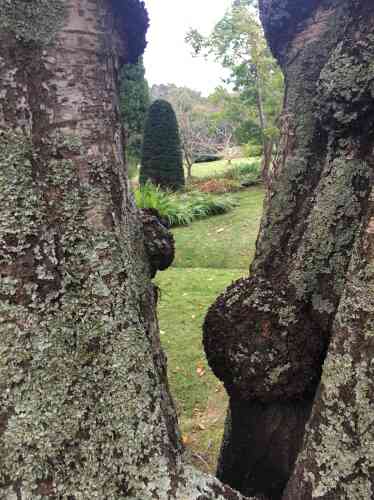 Les troncs recouverts de lichen laissent entrevoir une composition paysagère très travaillée.