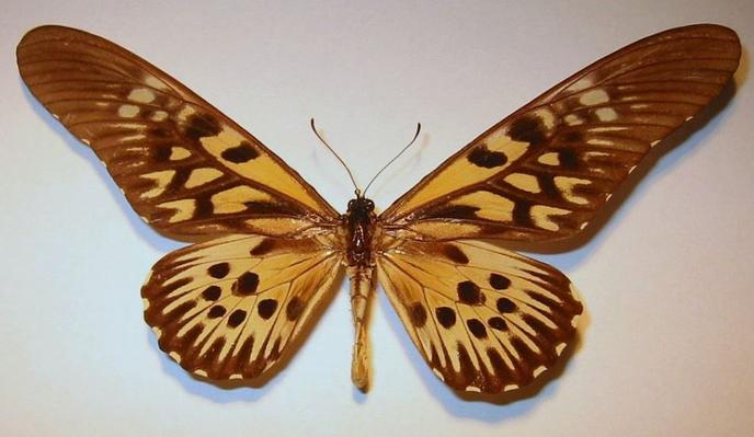 Expedition En Afrique Sur Les Traces D Un Des Plus Grands Papillons Du Monde