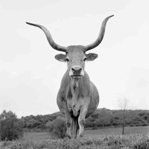 « Pour son projet “All Ladies : cows in Europe”, Ursula Böhmer réalise des portraits de vaches, plus précisément d’anciennes races de bétail, à travers toute l’Europe. Bien qu’elle utilise une représentation typologique neutre, elle se concentre sur ce qui est particulier et essaye de montrer chaque vache en tant qu’individu. Les photographies interrogent sur la biodiversité et l’influence de la reproduction. Elle documente aussi sur la variété des races qui se sont développées dans le contexte des différentes cultures européennes. »
