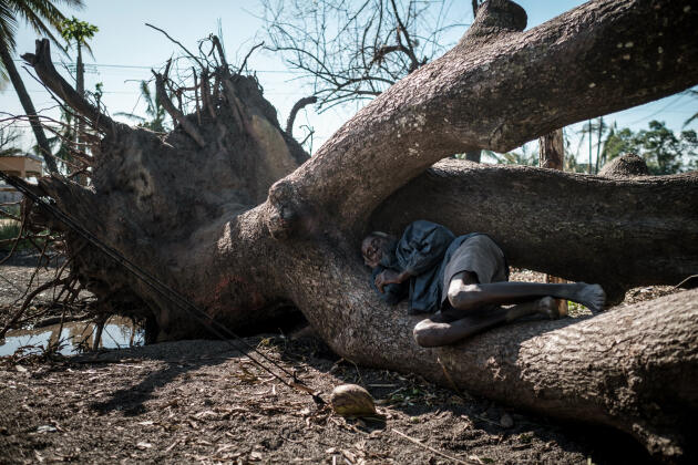 Carl Antonio, 58 ans, dort le 24 mars à Tica dans un arbre déraciné par le cyclone Idai, qui a dévasté une partie du pays.