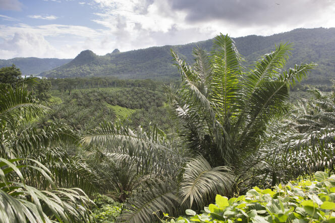 Plantations de palmiers à huile à Sao Tomé-et-Principe.