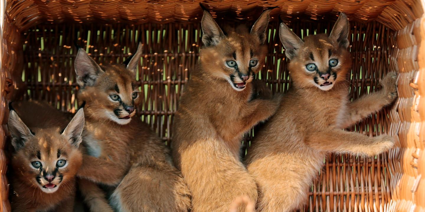 Loutres Lions Caracals Sur Les Reseaux Sociaux Les Trafiquants D Animaux Sauvages En Embuscade