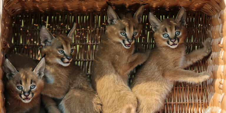 Four caracal cubs sit in a basket as they are presented to media for the first time at the Animal Park zoo in Berlin, Friday, Aug. 30, 2013. The caracals, also known as desert lynxes, were born in the zoo on July 21, 2013. (AP Photo/Markus Schreiber)