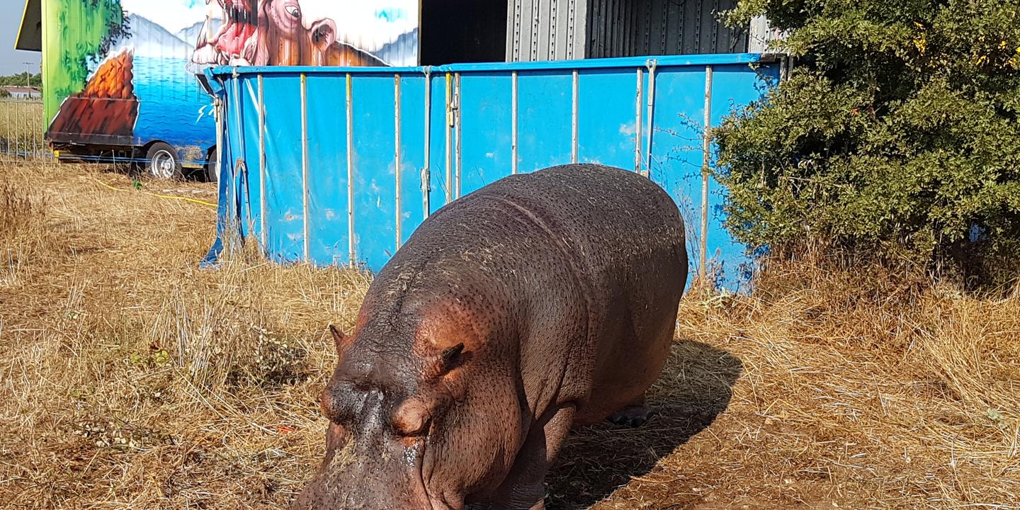Jumbo L Hippopotame Au Cœur De La Bataille Contre La Detention D Animaux Sauvages Dans Les Cirques