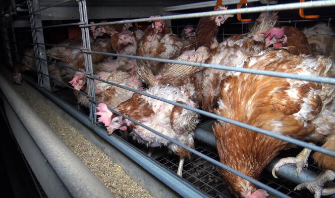 En France, 58 % des poules pondeuses sont en cage, deux fois moins qu’il y a dix ans.