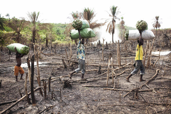 Des hommes coupent des arbres pour faire du charbon de bois dans l’est de la Sierra Leone.