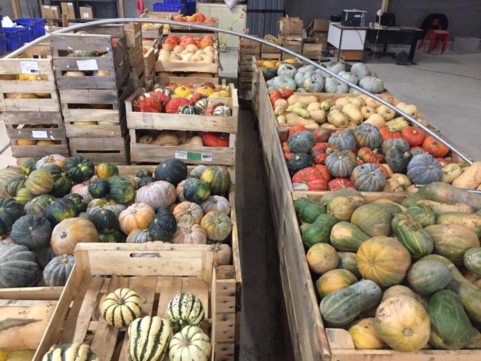 Les légumes que livre Ary Régent à Blois.