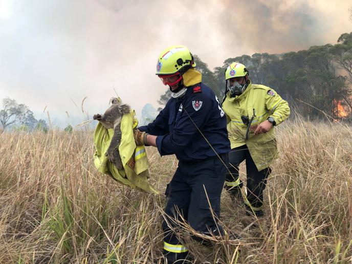 Des pompiers portent assistance à un koala, dans le village de Jacky Bulbin Flat, en Nouvelle-Galles du Sud, le 21 novembre.