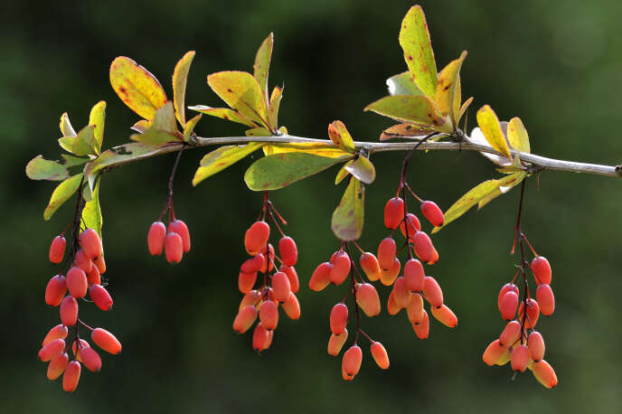 Des baies d'épine-vinette. La berbérine est un alcaloïde présent dans plusieurs végétaux, dont les plantes de genre « berberis ». On la trouve dans les baies et les feuilles, mais surtout dans l’écorce et les racines.