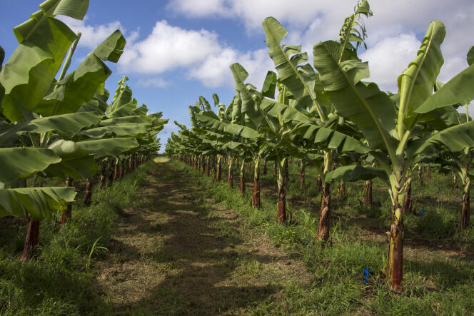 Une plantation de bananes en Guadeloupe.
