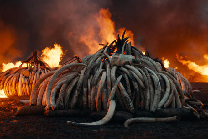 Destruction de tonnes d’ivoire saisies par les autorités kenyanes dans le documentaire de Jennifer Baichwal, Edward Burtynsky et Nicholas de Pencier, « Anthropocène, l’époque humaine ».
