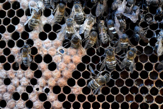 Des abeilles mortes dans une ruche sont exposées lors d’une manifestation d’apiculteurs à Rennes, en 2018.
