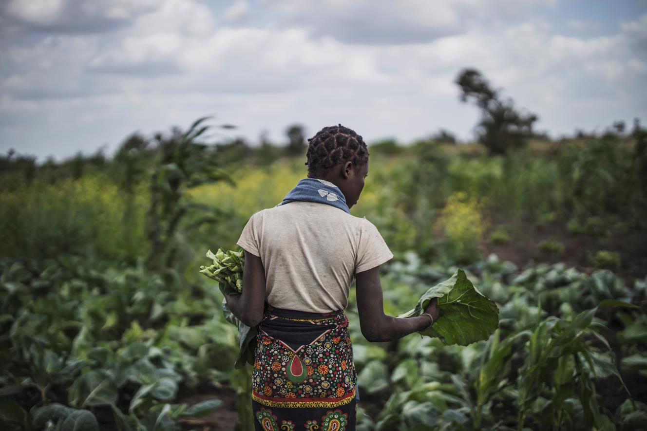 « En Afrique, les paysans qui pratiquent l’agroécologie résistent mieux