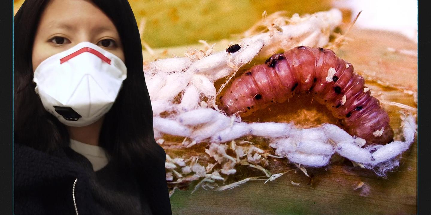 Plan B : comment des insectes peuvent sauver des millions de vies humaines