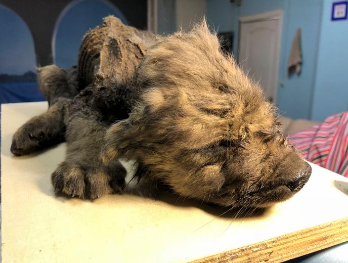 Un Chien Un Loup Ou Peut être Quelque Chose à Mi Chemin