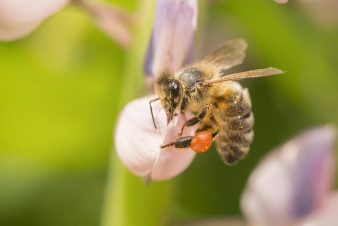 Une abeille photographiée à Bispgarden, en Suède.