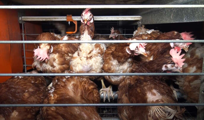 Des poules en batterie dans un élevage de Vendée, sur une photo diffusée par l’association L214, en 2017.