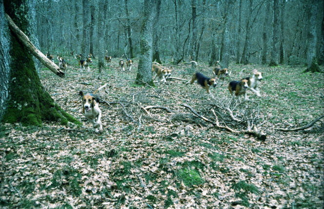 Meute de chiens sur la piste d’une proie en pleine chasse à courre, forêt de Tronçais, janvier 2007.